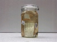 藏品(丁氏木鏟電鱝)的圖片